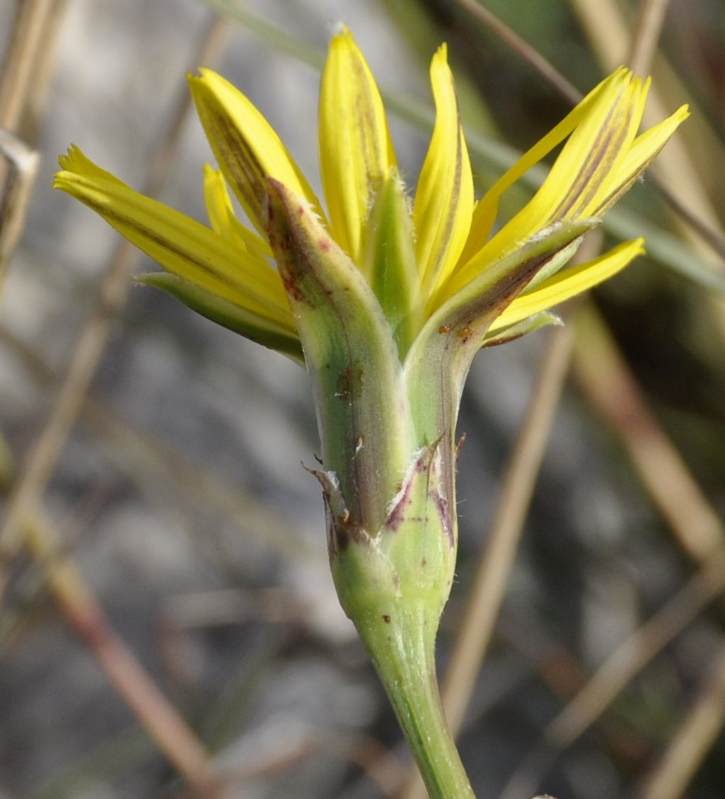 Image of genus Scorzonera specimen.