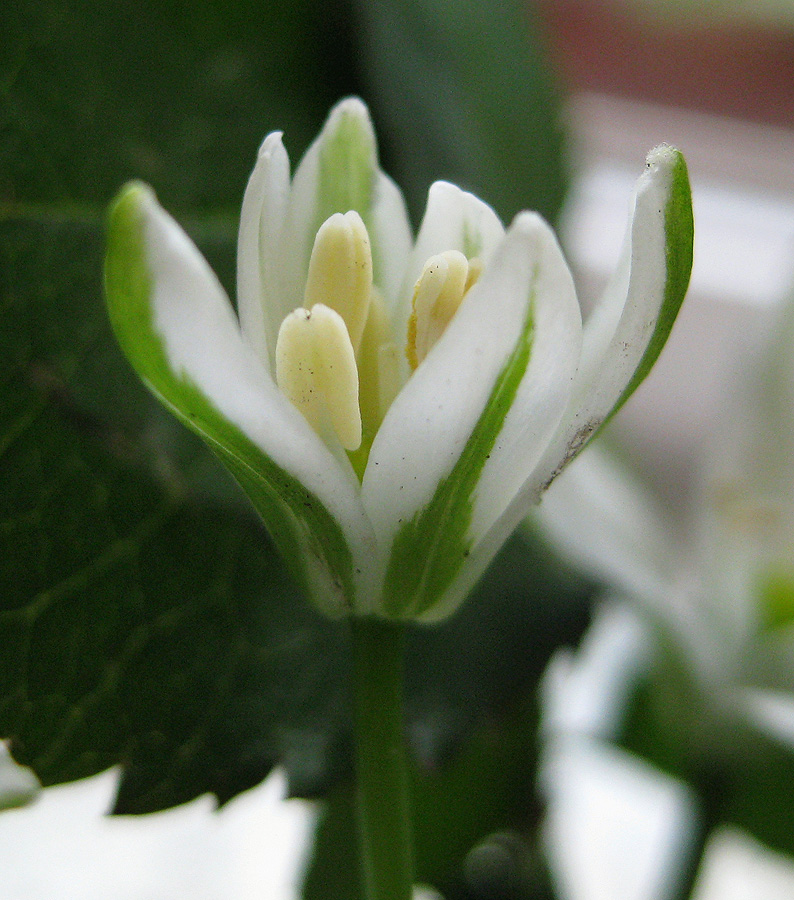 Изображение особи Ornithogalum kochii.