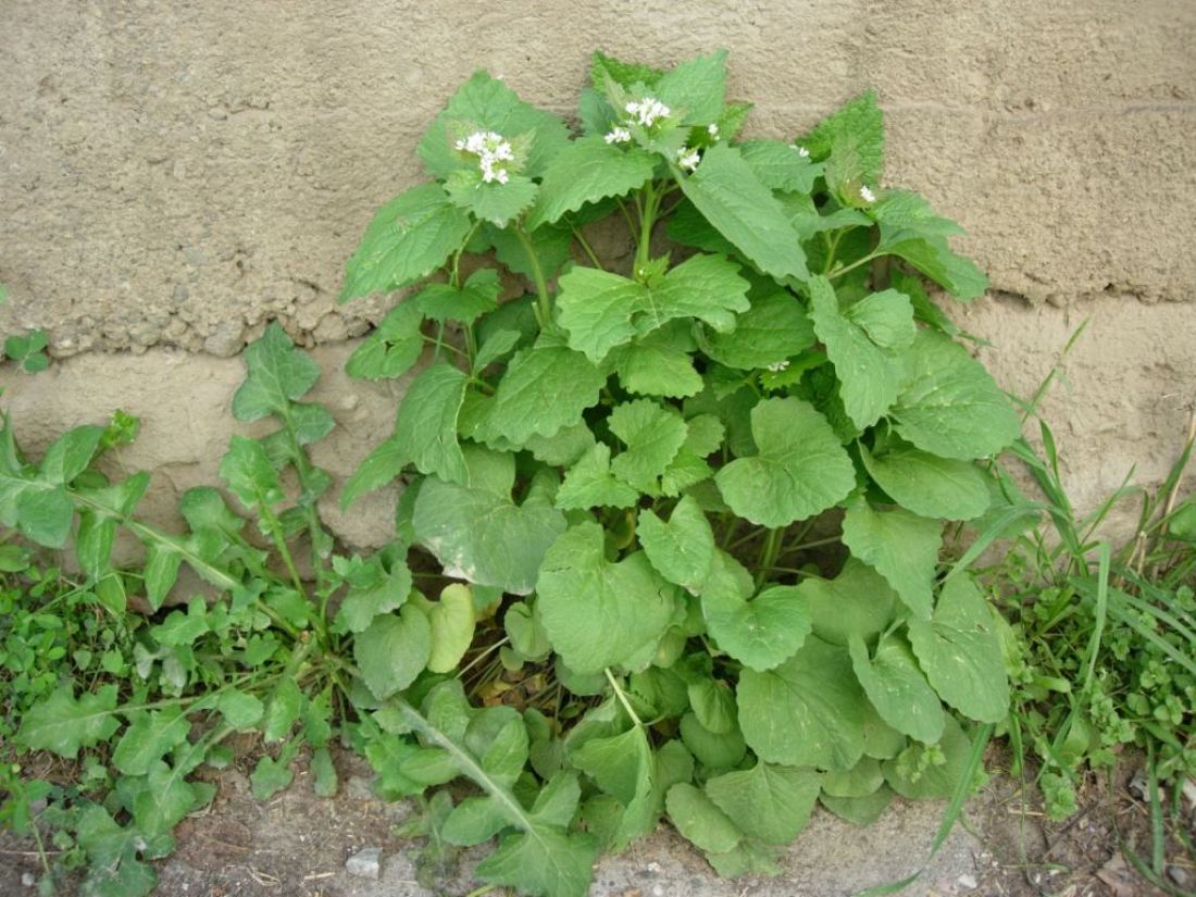 Image of Alliaria petiolata specimen.