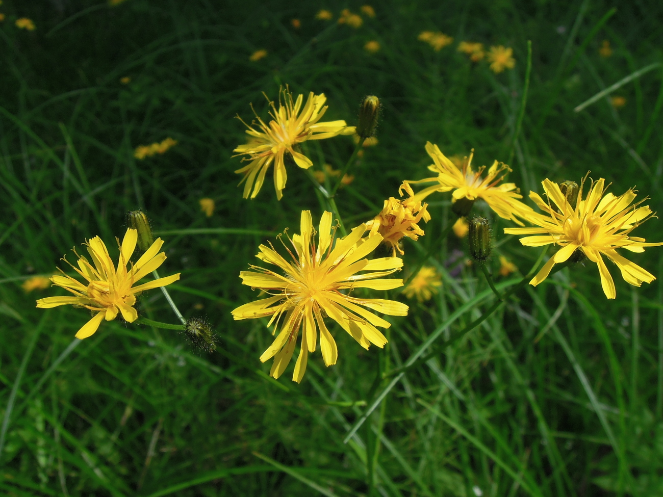 Image of Crepis paludosa specimen.