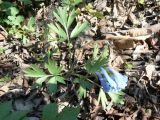 Corydalis turtschaninovii. Цветущее растение. Хабаровский край, Хабаровский р-н, 17 км Владивостокского шоссе, низинка с ручьем между двумя склонами сопок с дачами (вдоль ручья растут большие ясени). 01.05.2018.