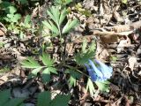 Corydalis turtschaninovii