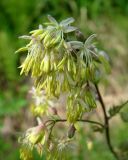 Thalictrum minus. Часть соцветия. Якутия, Мирнинский р-н, окр. пос. Светлый, левый берег р. Вилюй ниже Светлинской ГЭС. 21.06.2009.