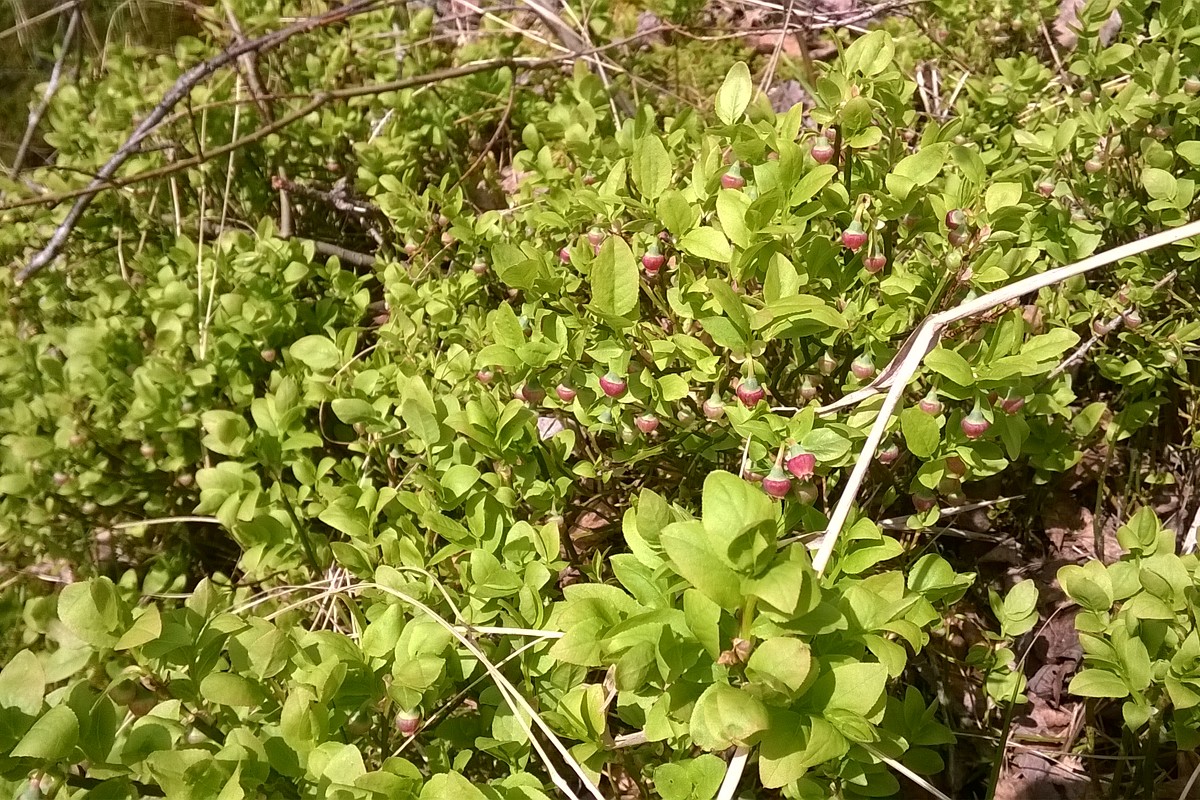 Изображение особи Vaccinium myrtillus.