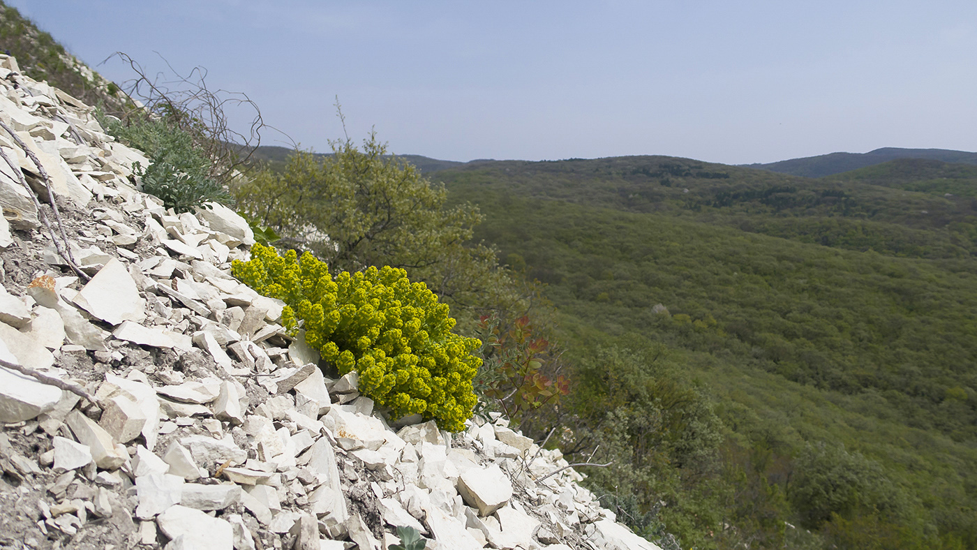 Image of Cruciata taurica specimen.