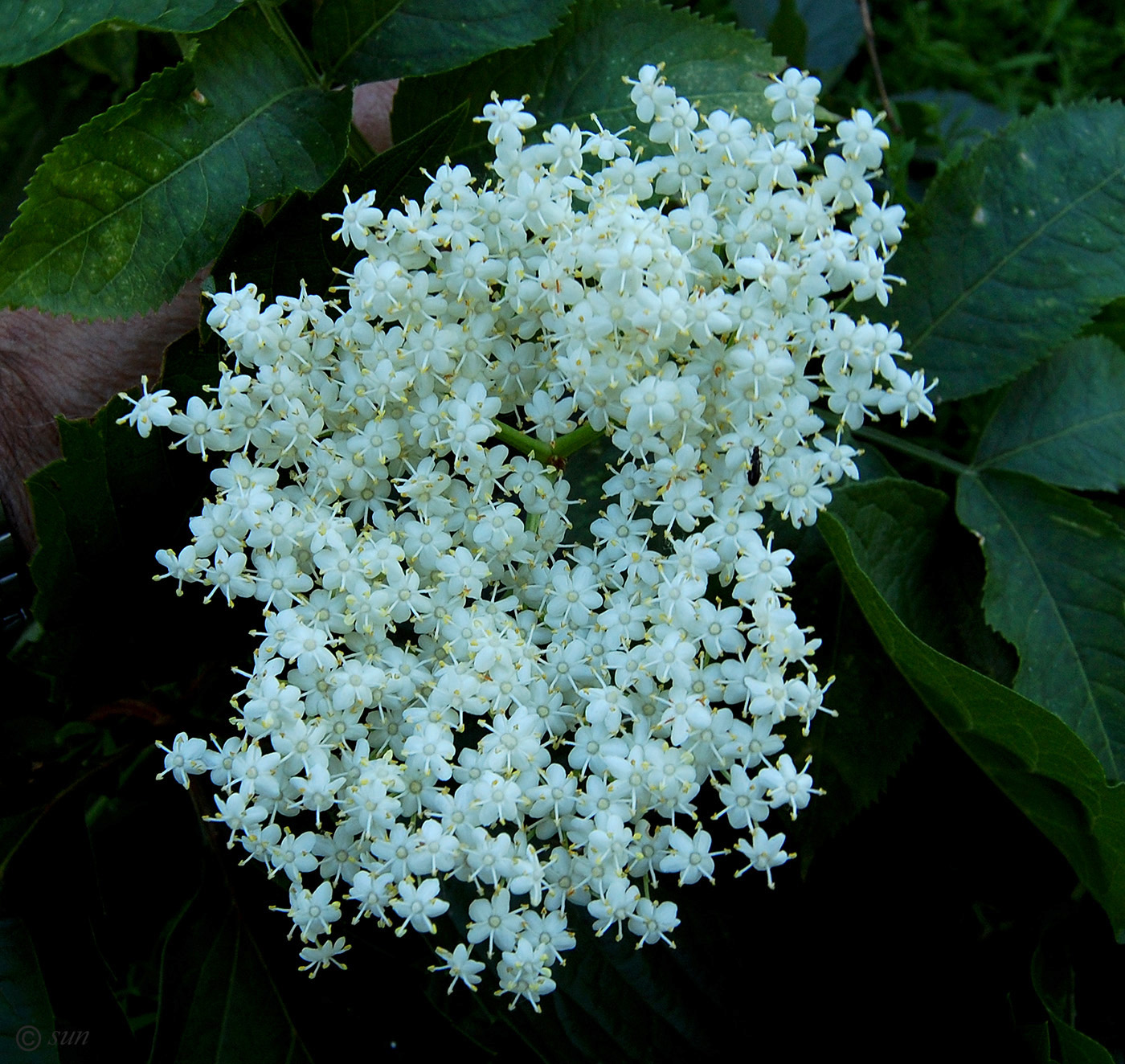 Изображение особи Sambucus nigra.