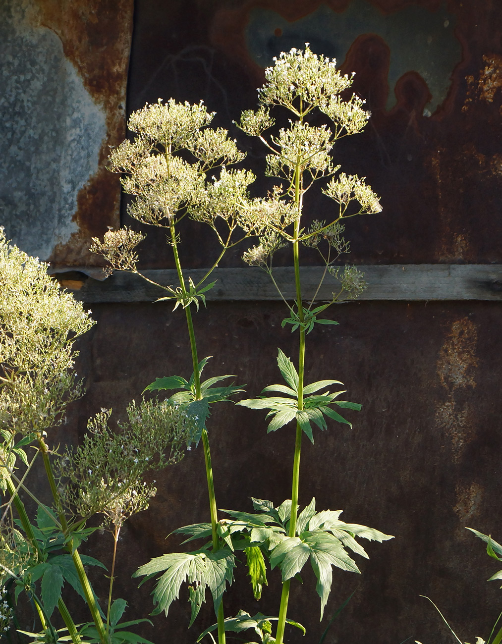 Изображение особи Valeriana dubia.