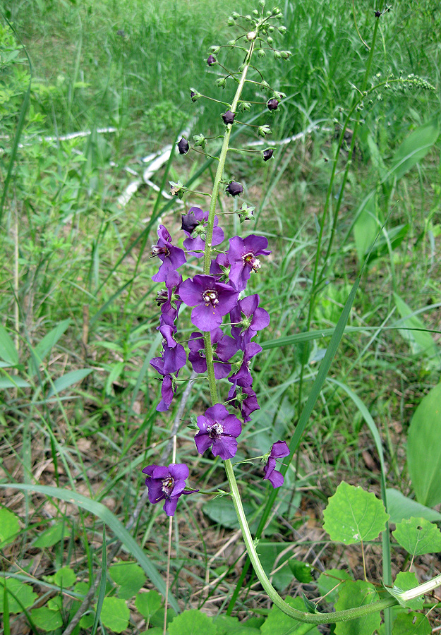 Image of Verbascum phoeniceum specimen.