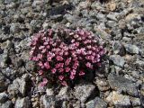 Douglasia ochotensis. Куртинка цветущих растений. Магаданская обл., окр. г. Магадан, пос. Снежная Долина, водораздел в бассейне р. Дукча, каменистое плато. 11.06.2017.