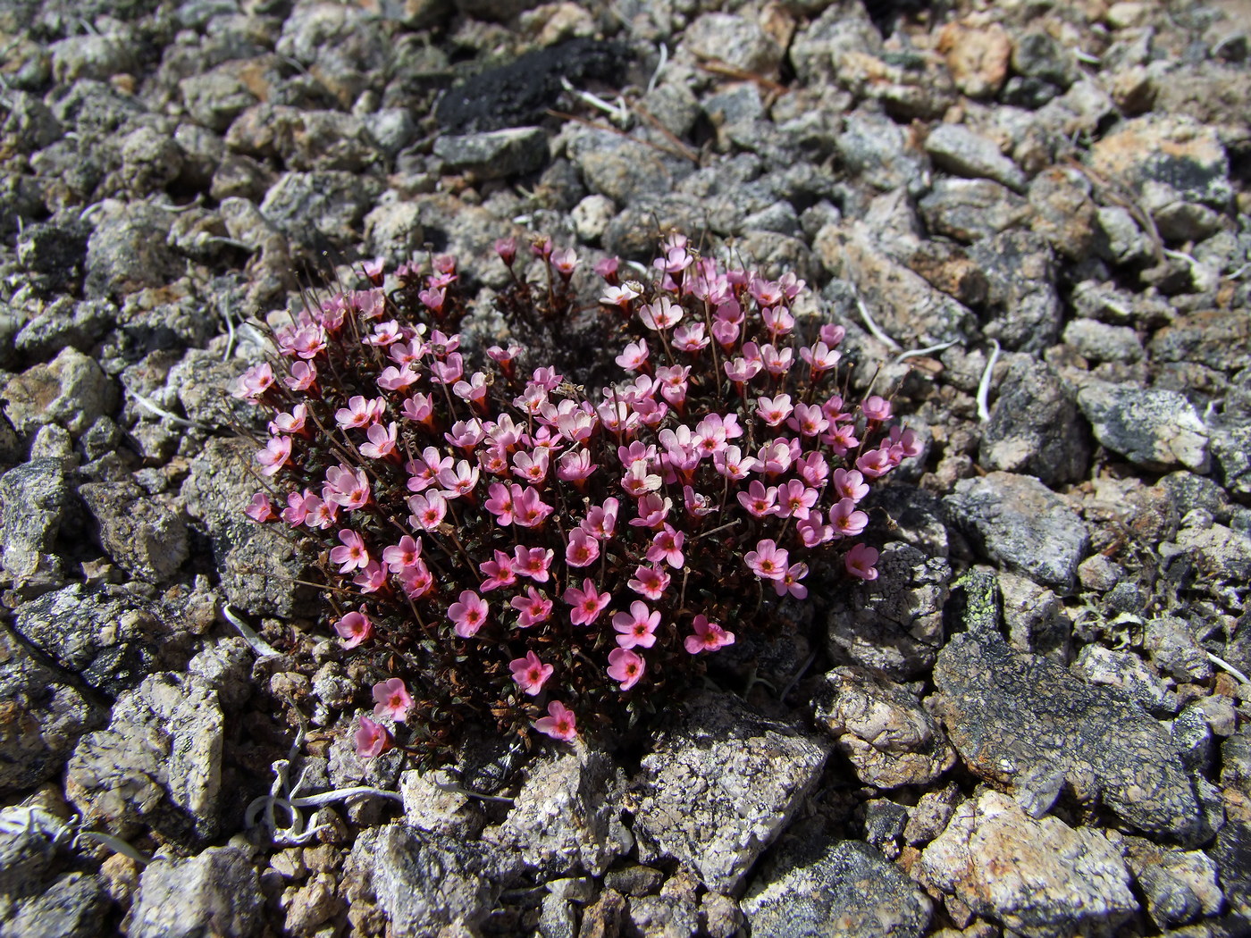 Изображение особи Douglasia ochotensis.