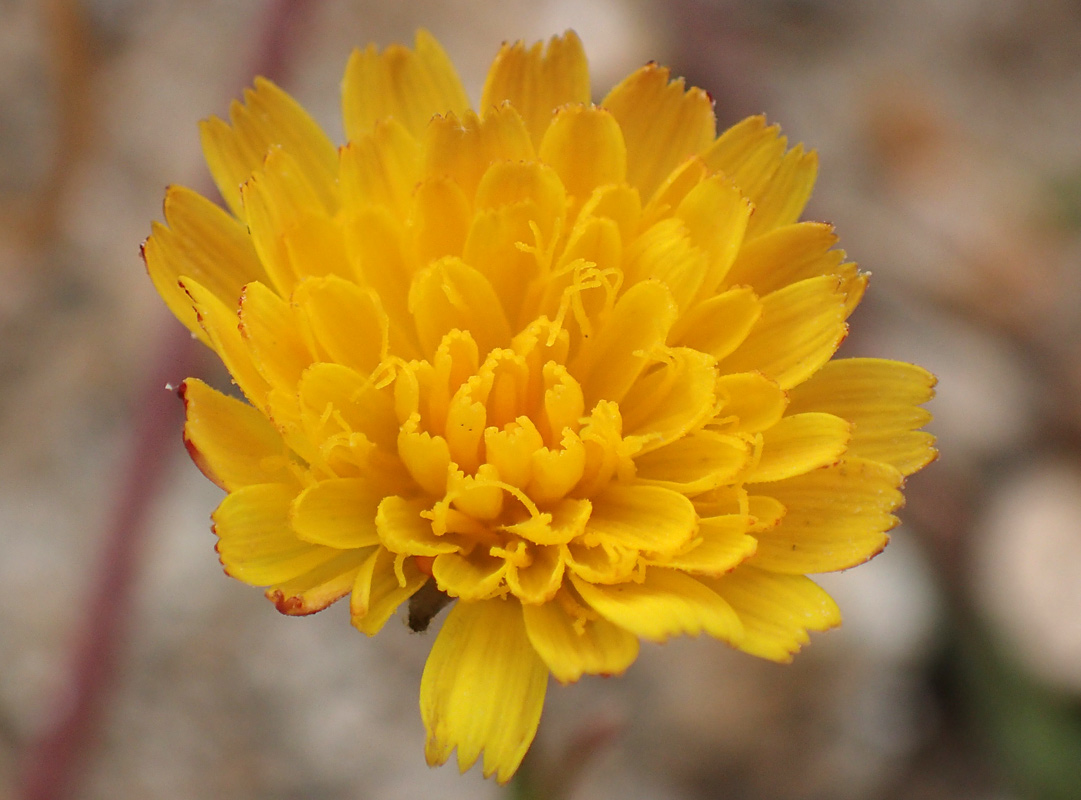 Image of Crepis neglecta ssp. graeca specimen.