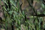 Epilobium tetragonum