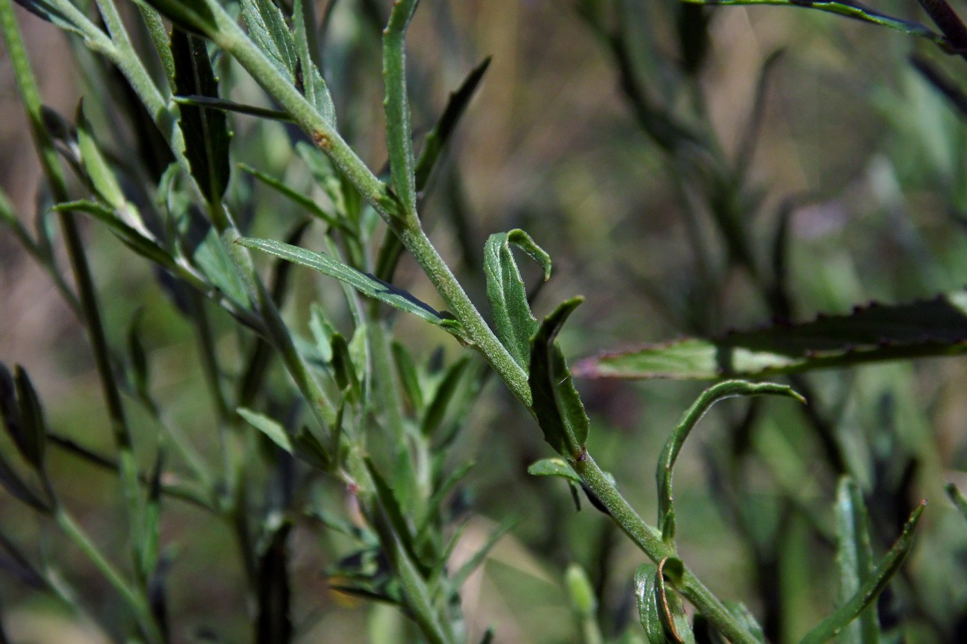 Изображение особи Epilobium tetragonum.