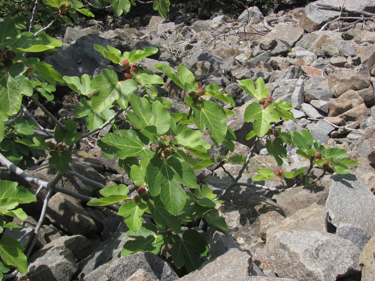 Изображение особи Ficus carica.