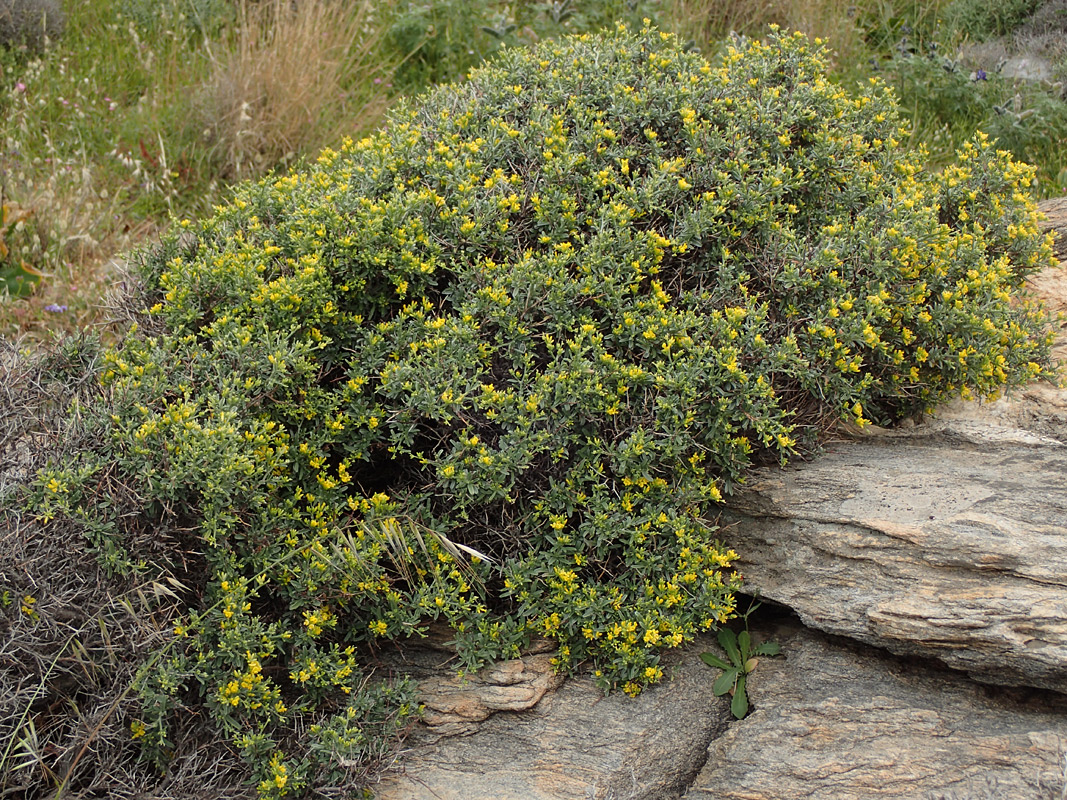 Изображение особи Anthyllis hermanniae.