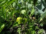 Capsicum annuum