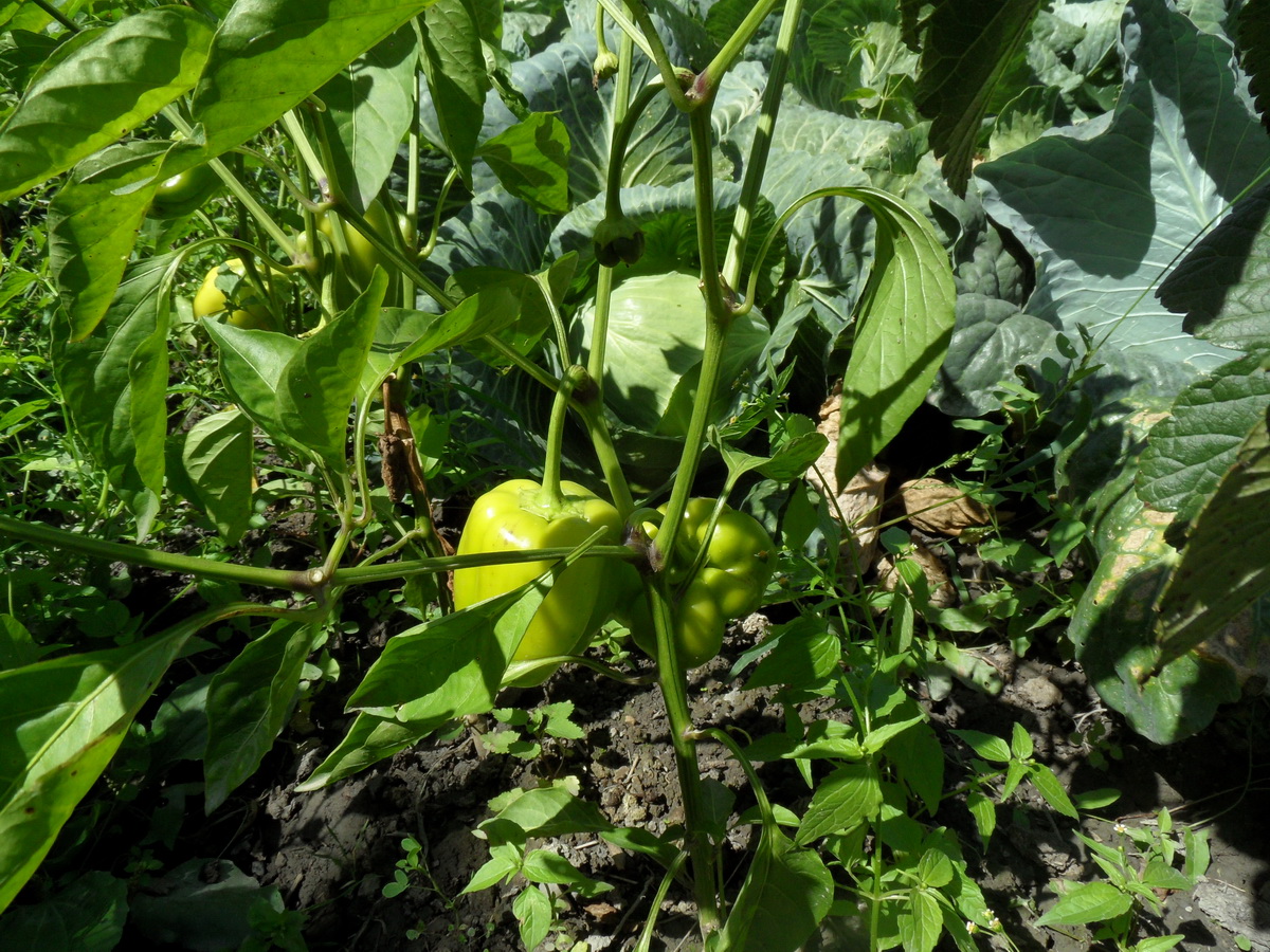 Изображение особи Capsicum annuum.