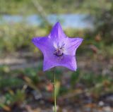 Campanula turczaninovii. Цветок. Республика Саха (Якутия), Момский р-н, горная система Черского, хр. Улахан-Чистай, высокогорный массив Буордах, окр. оз. Кытын-Кюэль. 21.07.2012.