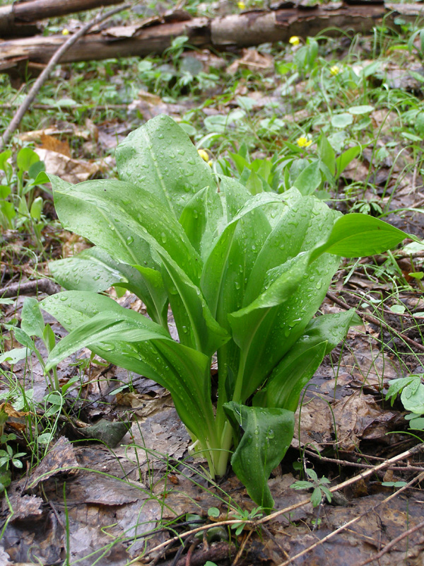 Изображение особи Allium ursinum.