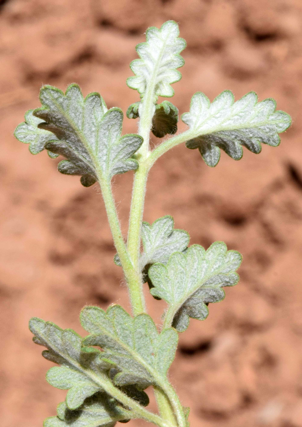 Image of genus Scutellaria specimen.