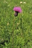 Cirsium pannonicum. Верхушка цветоносного побега с соцветием. Украина, Львов, ландшафтный парк \"Знесенье\", луговой склон. 7 июня 2009 г.
