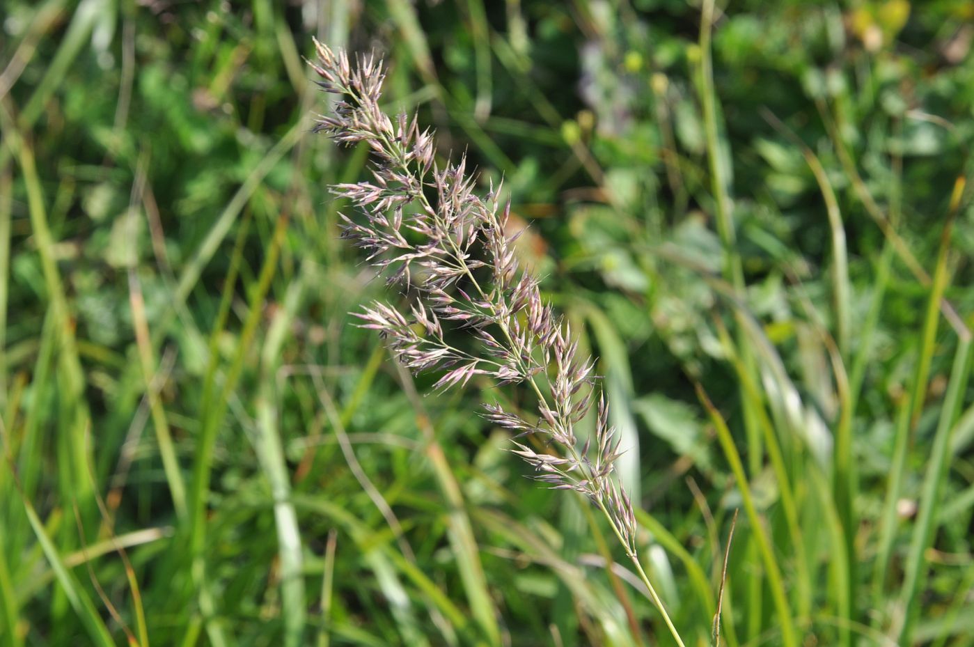 Изображение особи род Calamagrostis.