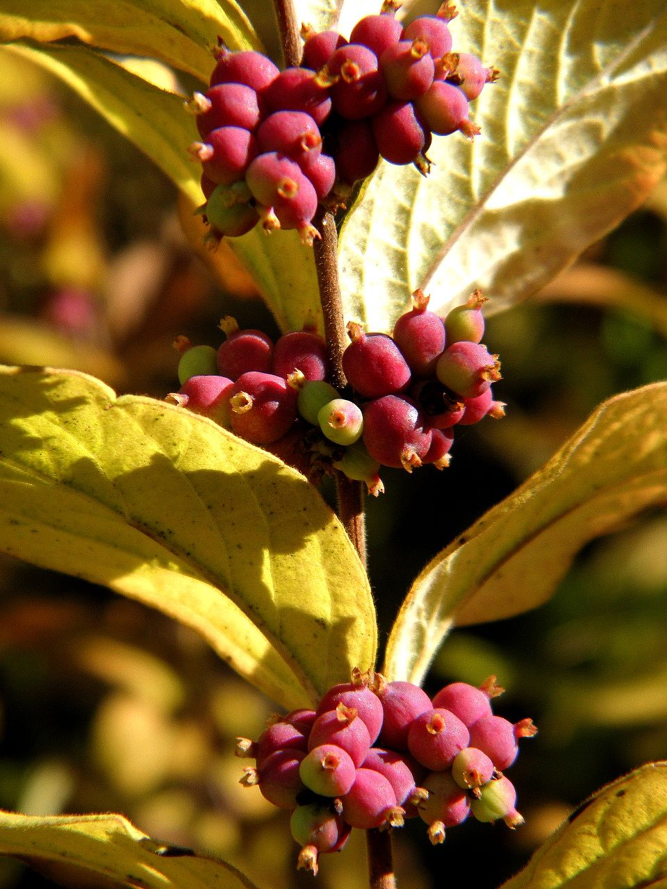 Image of Symphoricarpos orbiculatus specimen.