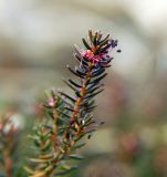 Empetrum stenopetalum