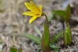 Tulipa heterophylla