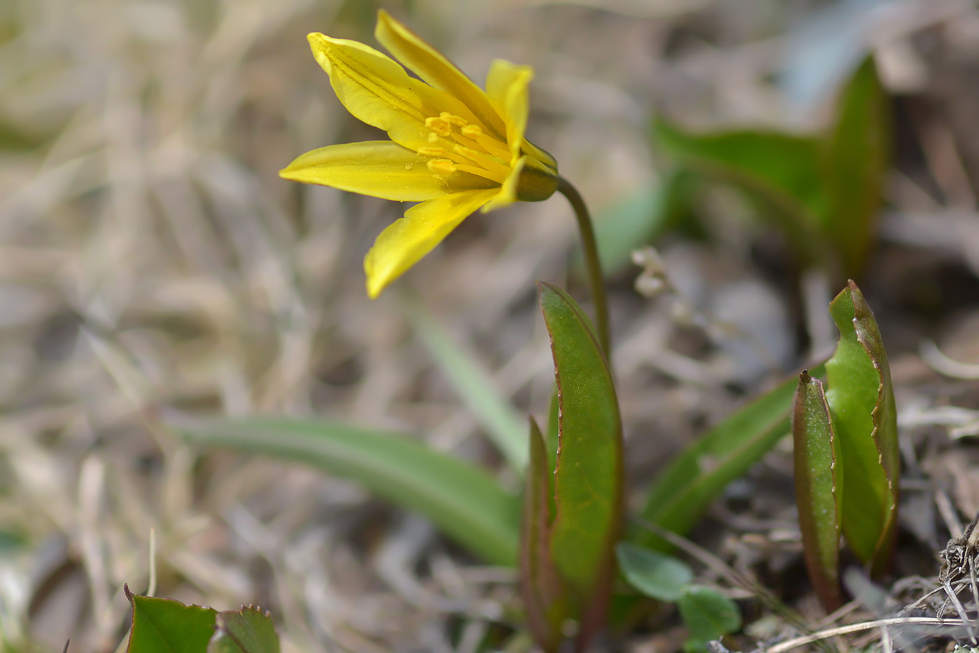 Image of Tulipa heterophylla specimen.