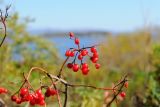 Viburnum sargentii