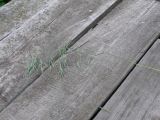 Anisantha tectorum