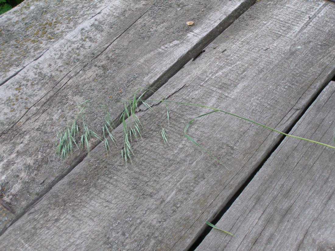 Image of Anisantha tectorum specimen.