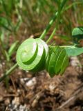 Medicago orbicularis