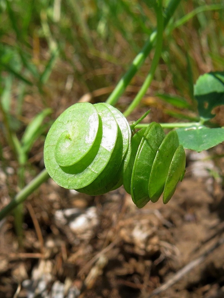 Image of Medicago orbicularis specimen.