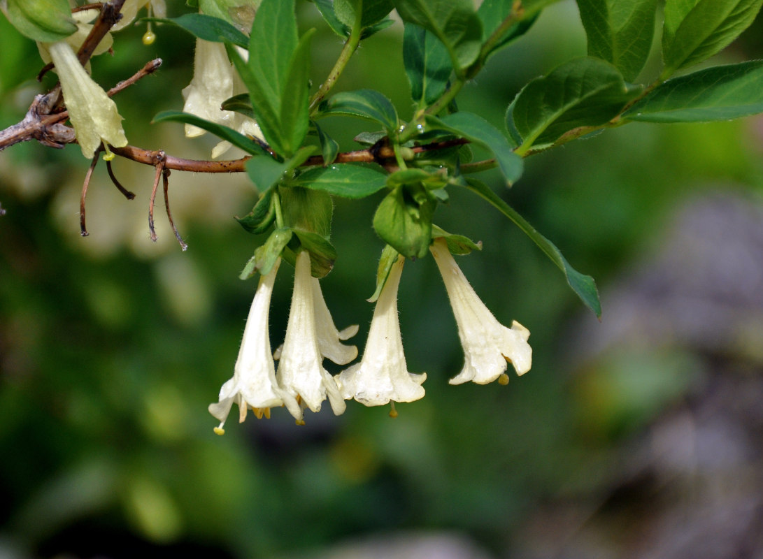 Image of Lonicera hispida specimen.