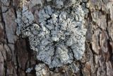 Physcia biziana