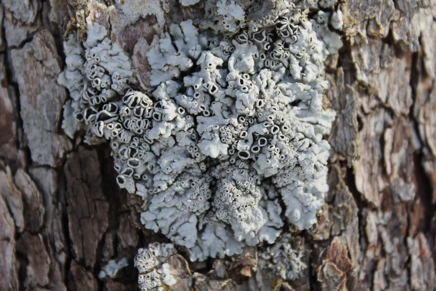 Image of Physcia biziana specimen.