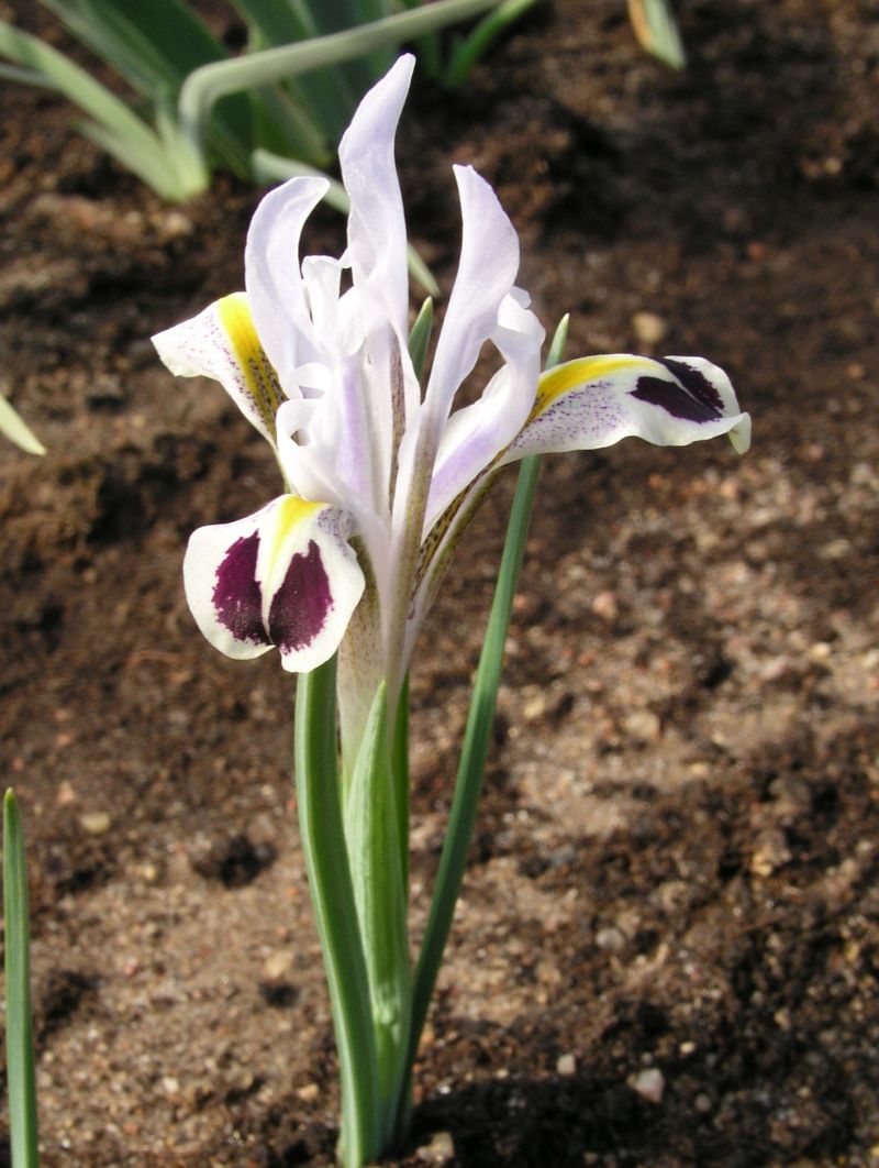 Image of Iridodictyum pskemensis specimen.