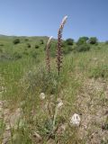 Eremurus comosus. Зацветающее растение в саванноидном сообществе. Таджикистан, Хатлонская обл., Шамсиддин-Шохинский р-н, окр. с. Шуроабад; перевал через хребет Кичик-Тиряй, выс. 1550 м н.у.м. 03.06.2018.