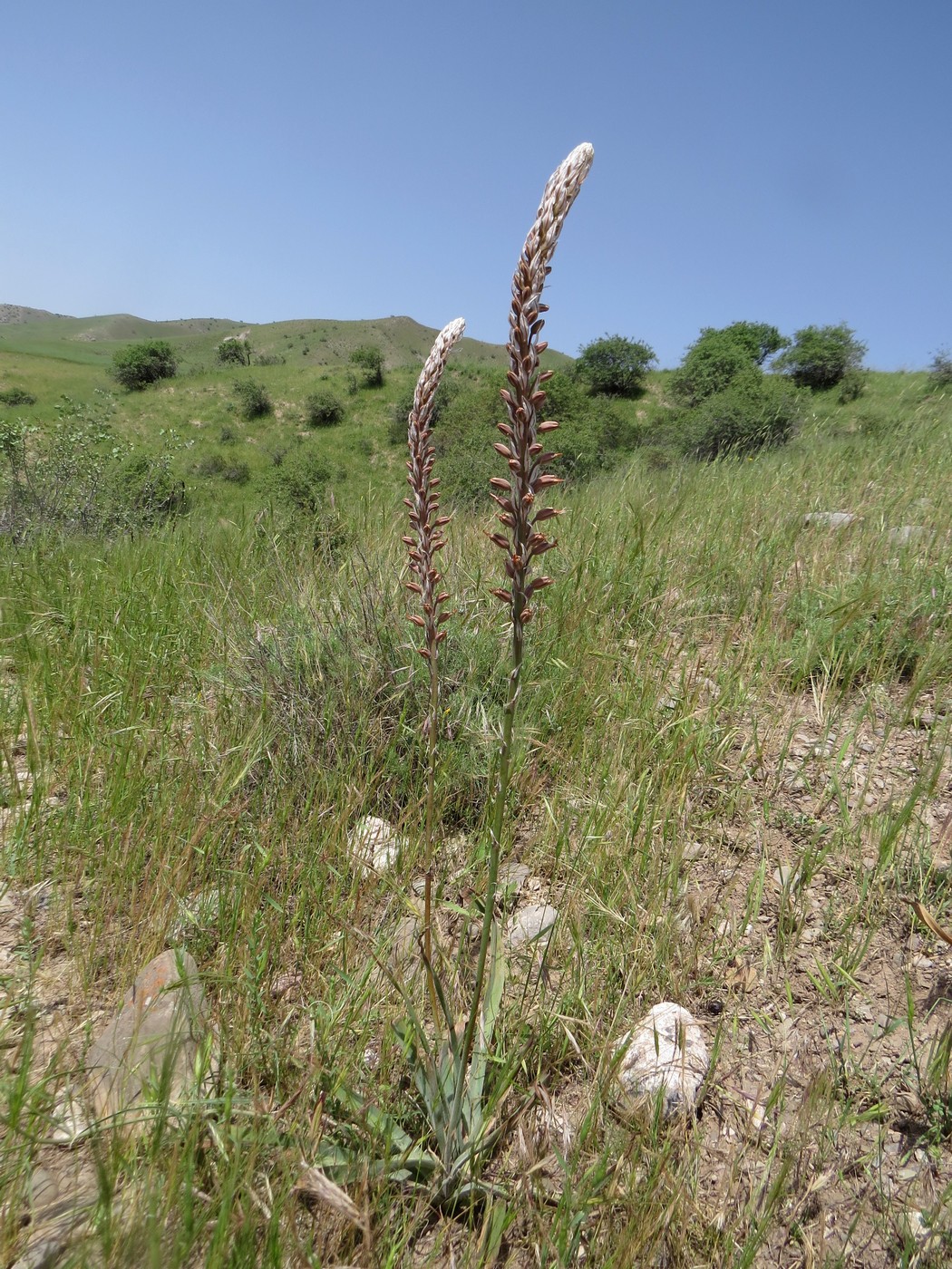 Image of Eremurus comosus specimen.