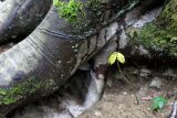 род Quercus. Молодое растение у основания ствола бука восточного. Краснодарский край, Туапсинский р-н, долина ручья Красный Водопад. 11.04.2013.
