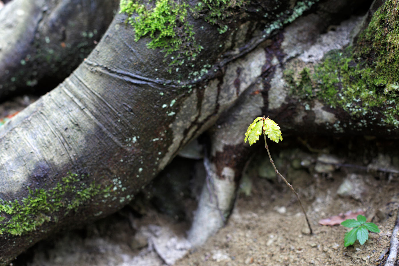 Изображение особи род Quercus.