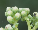 Sedum sediforme