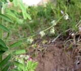 Astragalus dipelta. Часть генеративного побега с созревающими плодами. Таджикистан, Хатлонская обл., Шамсиддин-Шохинский р-н, ущелье р. Ходжигалтон. 03.06.2018.