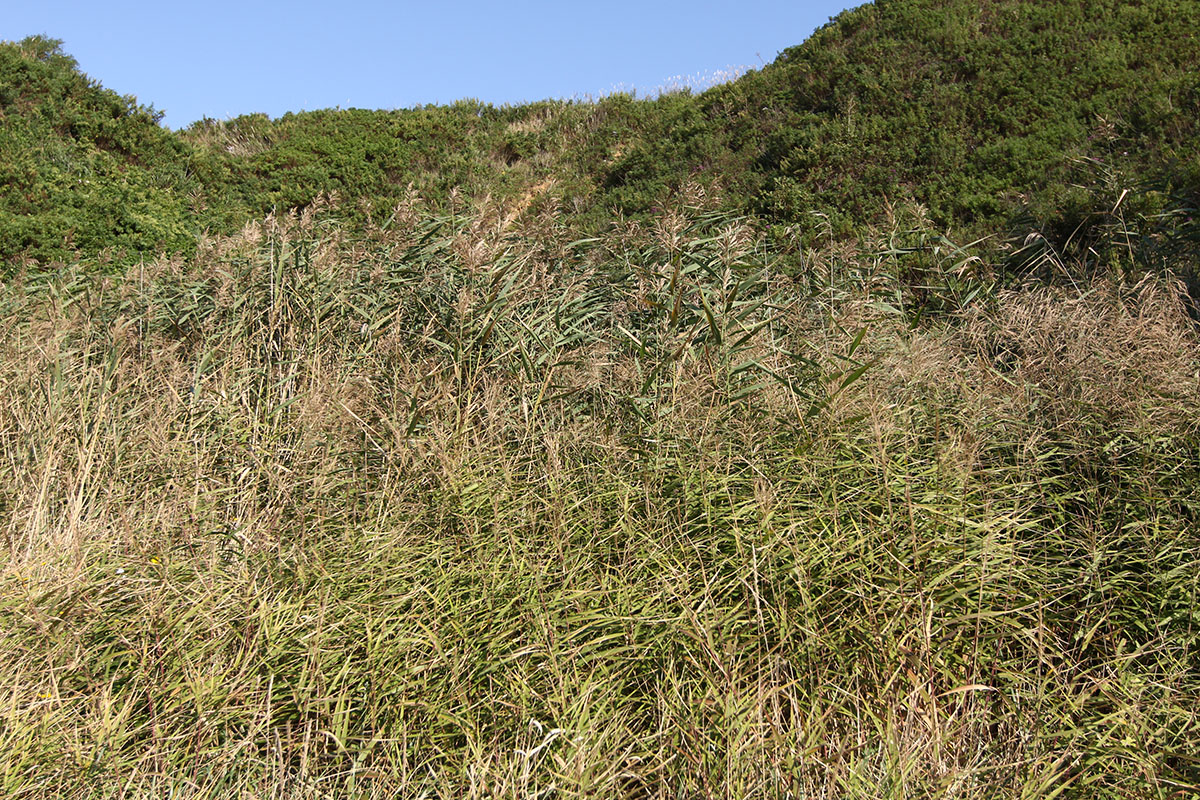 Изображение особи Phragmites japonicus.