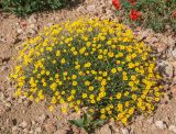 Anthemis tinctoria