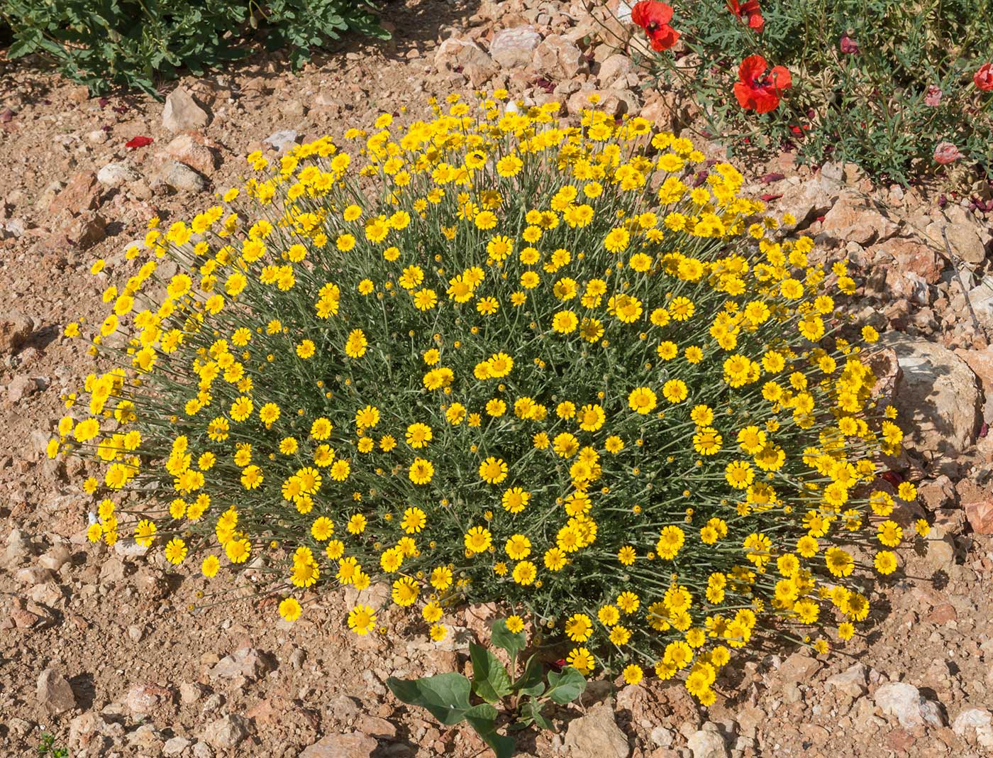 Изображение особи Anthemis tinctoria.