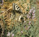 Leonurus glaucescens