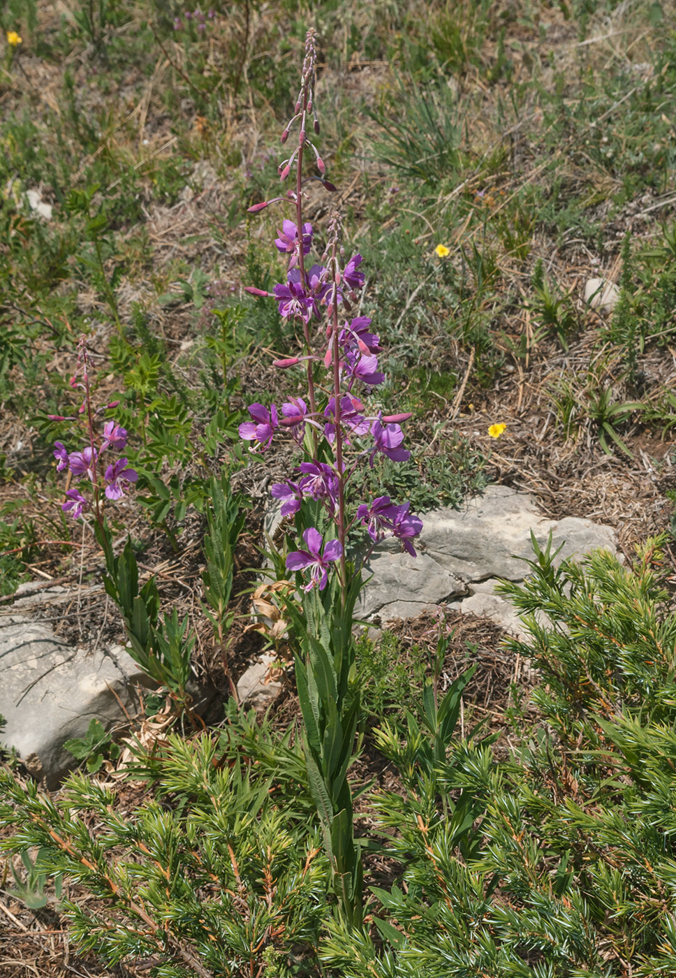 Image of Chamaenerion angustifolium specimen.